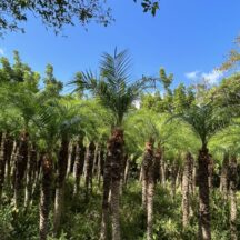 お仕事で八丈島に行って参りました。