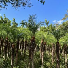 お仕事で八丈島に行って参りました。